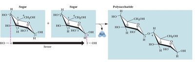 Directionality in macromolecules