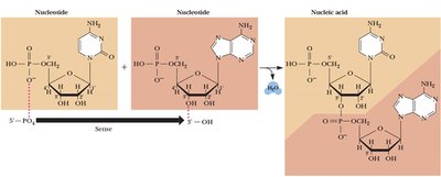 Directionality in macromolecules (continued)