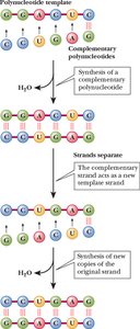 Role of templates in synthesis of polynucleotides