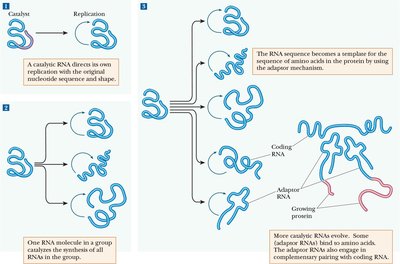 Stages in the evolution of self-replicating RNA