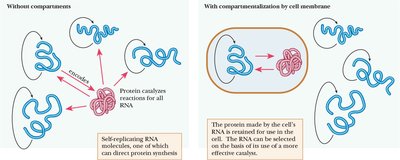Importance of cell membrane in origin of life