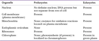 Hypothetical evolution of simple protocells to complex cells