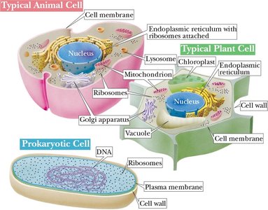 Comparison of animal, plant, and prokaryotic cells