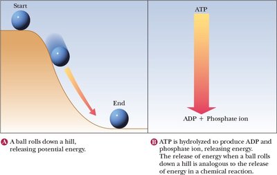 Schematic representation of energy lowering and ATP hydrolysis
