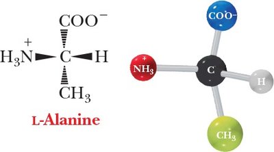 Structure of L-Alanine, an amino acid