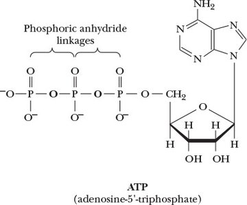 Structure of ATP (adenosine triphosphate)