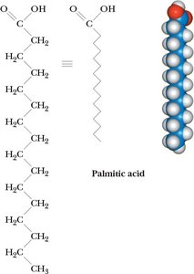 Structure of palmitic acid, a simple lipid