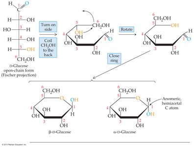 Conversion of Fischer projection to Haworth structure for glucose