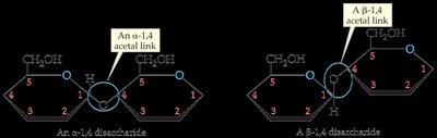 Alpha and beta 1,4 glycosidic bonds in disaccharides