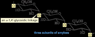 Alpha-1,4-glycosidic linkage in amylose