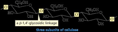 Beta-1,4-glycosidic linkage in cellulose