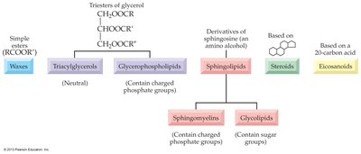 Classification of lipids