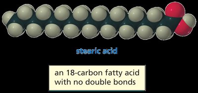 Stearic acid: saturated fatty acid