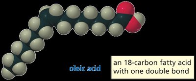Oleic acid: monounsaturated fatty acid