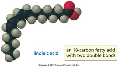 Linoleic acid: polyunsaturated fatty acid with two double bonds