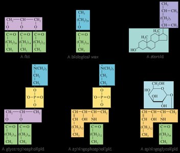 Phospholipid bilayer structure