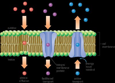 Nucleotide structure