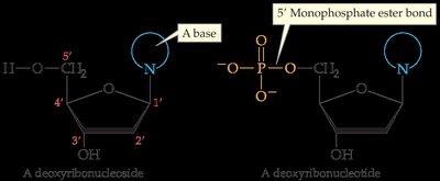 2-deoxyribose structure in DNA