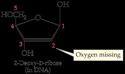 Purine and pyrimidine bases