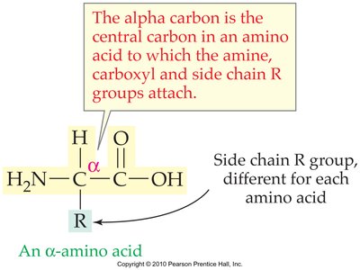 Alpha carbon structure in amino acids