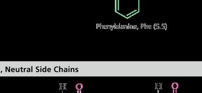 Amino acid ionization states and isoelectric point