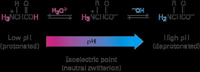 Peptide bond formation