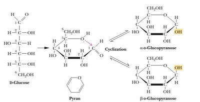 Cyclization and anomer formation in glucose