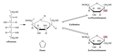 Cyclization and anomer formation in fructose