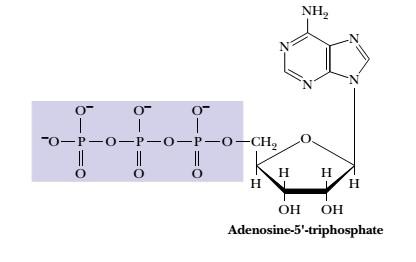Adenosine-5'-triphosphate structure