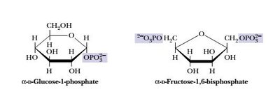 Phosphate esters of glucose and fructose