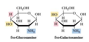 Amino sugars: glucosamine and galactosamine
