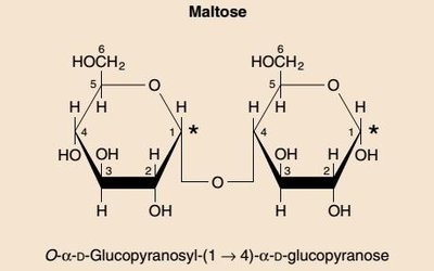 Maltose structure