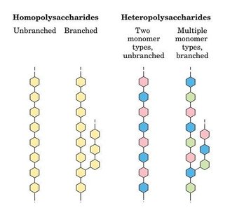 Homopolysaccharides vs heteropolysaccharides