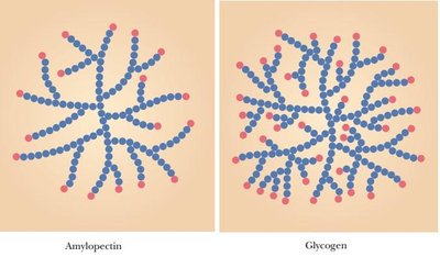 Amylopectin vs glycogen branching