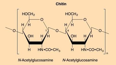 Chitin structure