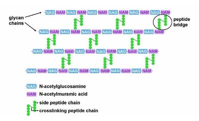 Peptidoglycan structure