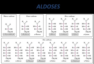 Aldoses structures