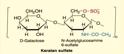 Keratan sulfate structure