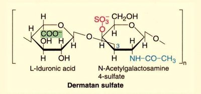 Dermatan sulfate structure