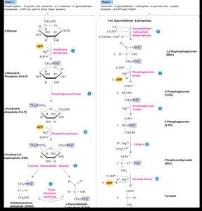 Glycolysis pathway with enzymes and intermediates