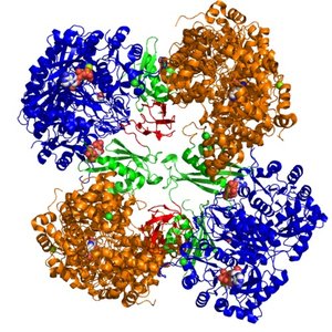 Tetrameric structure of pyruvate carboxylase