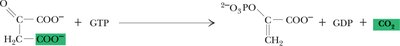 PEP carboxykinase reaction: oxaloacetate to PEP
