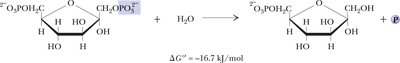 Fructose-1,6-bisphosphatase reaction