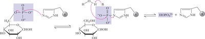 Glucose-6-phosphatase reaction