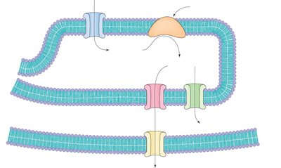 Glucose-6-phosphatase in the ER membrane
