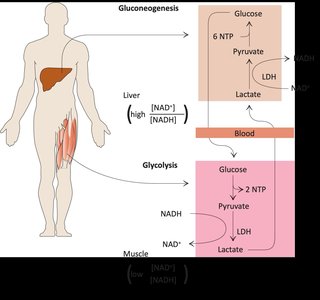 Cori cycle: lactate recycling between muscle and liver
