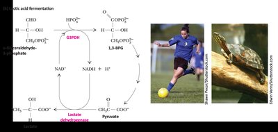 Lactic acid fermentation pathway and examples