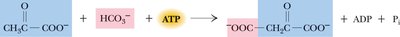 Pyruvate carboxylase reaction: pyruvate to oxaloacetate