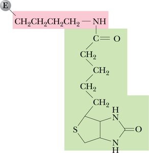 Structure of biotin linked to lysine