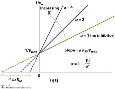 Lineweaver-Burk plot showing competitive inhibition